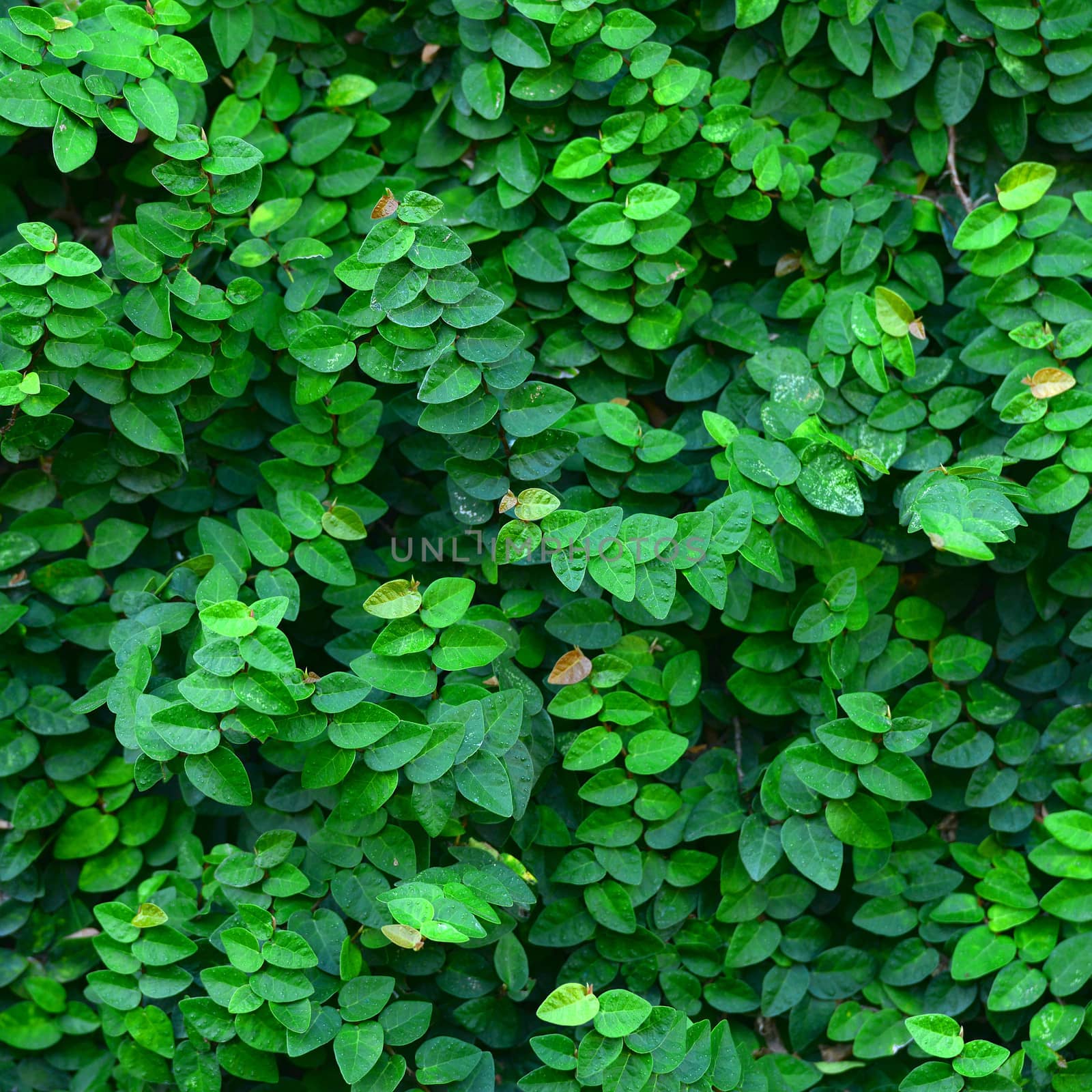 Ivy Background