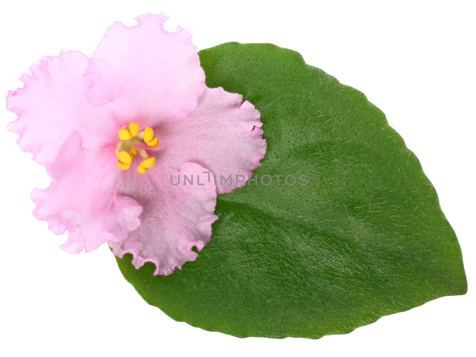 Violet with leaf close up on a white background.