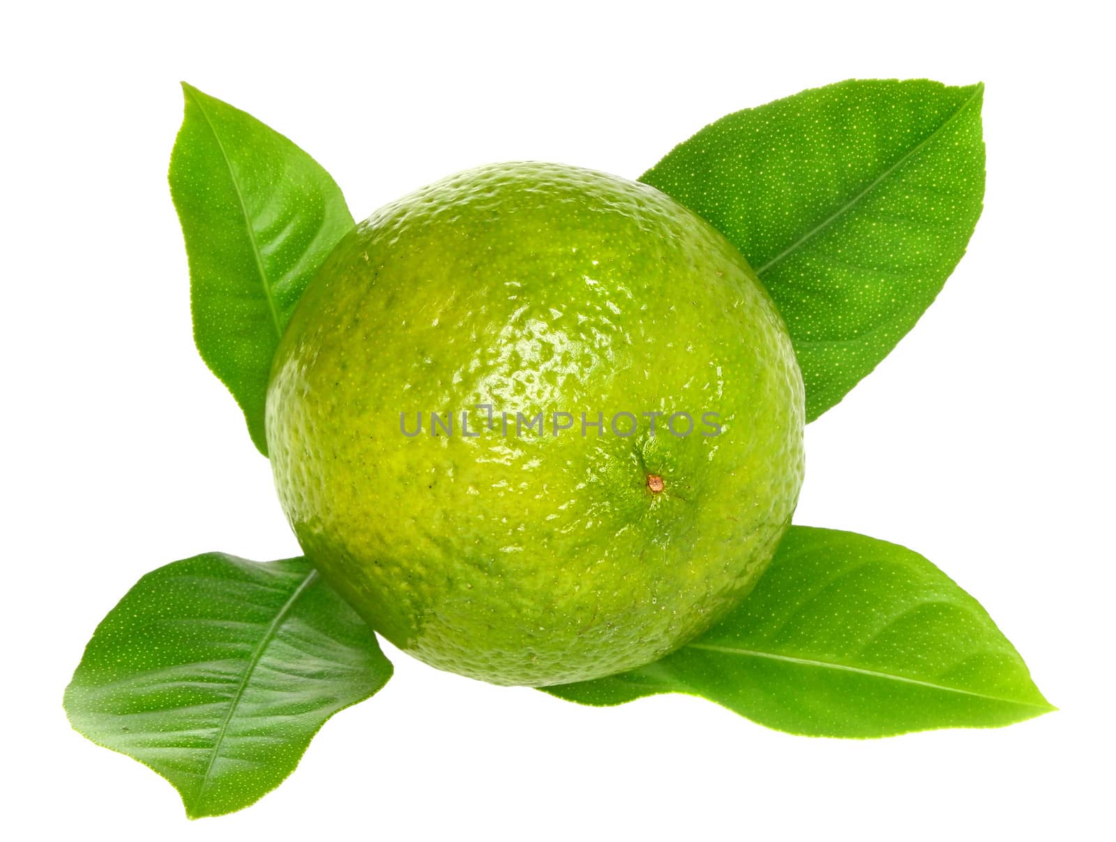 Fresh lime on a white background.