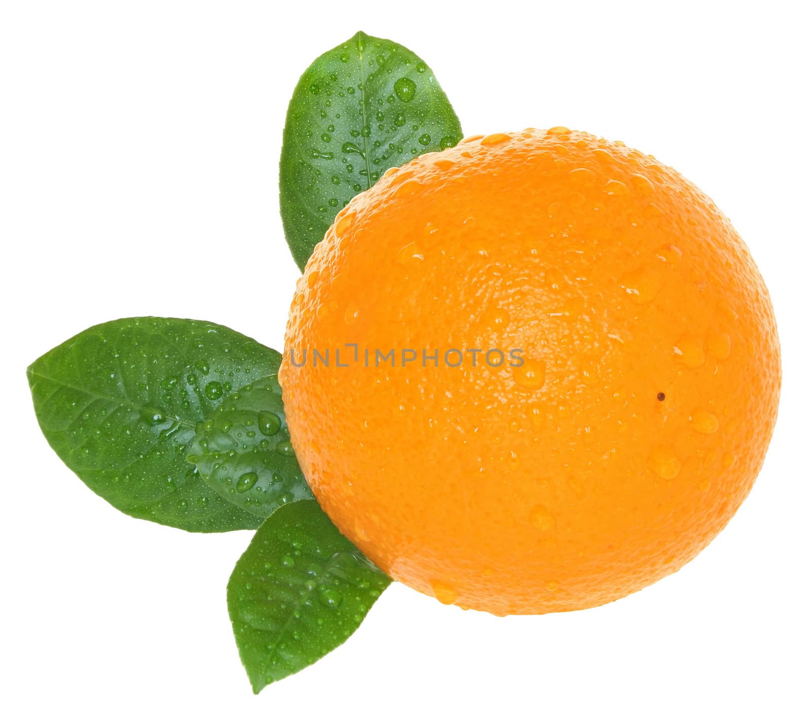 Ripe orange on a white background