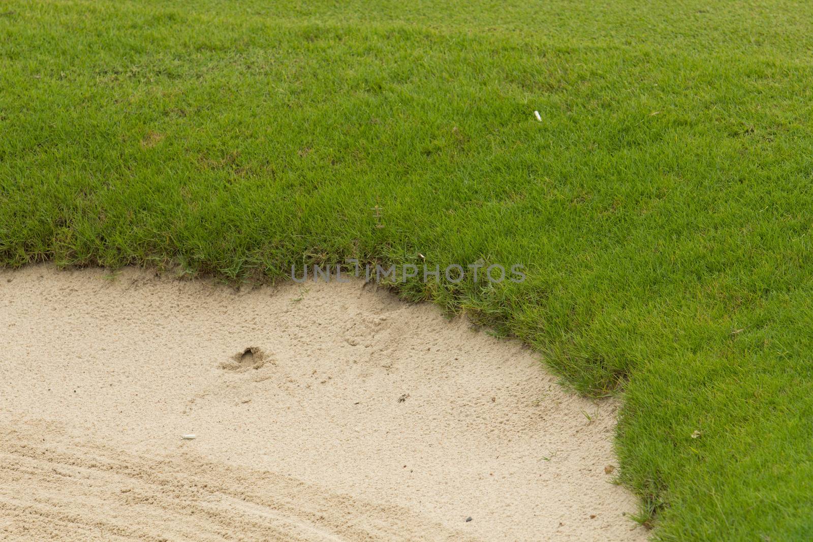 Golf sand trap on the green grass