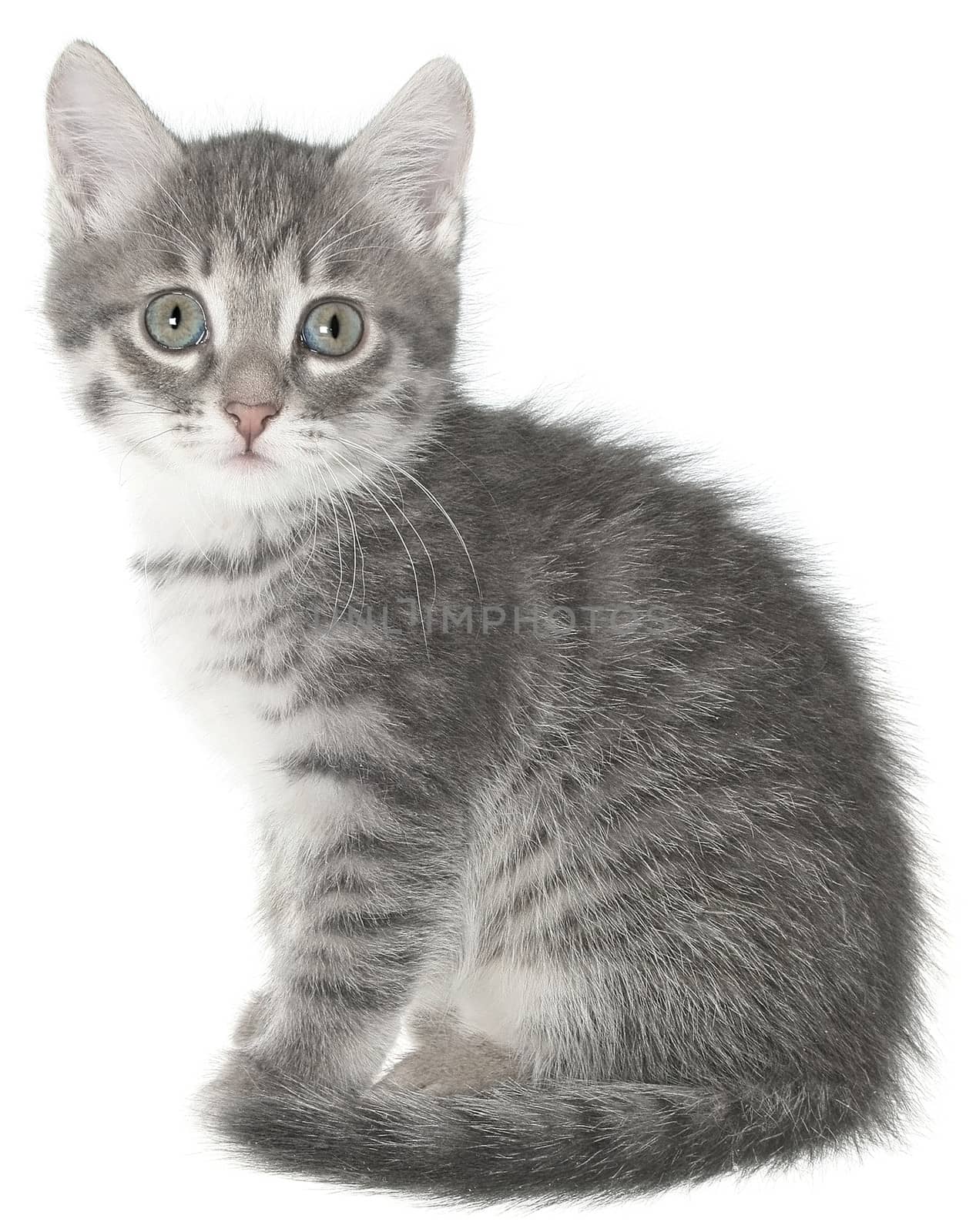British kitten on a white background.