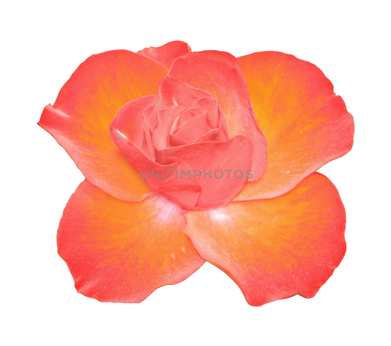 Flower of the rose on white background.