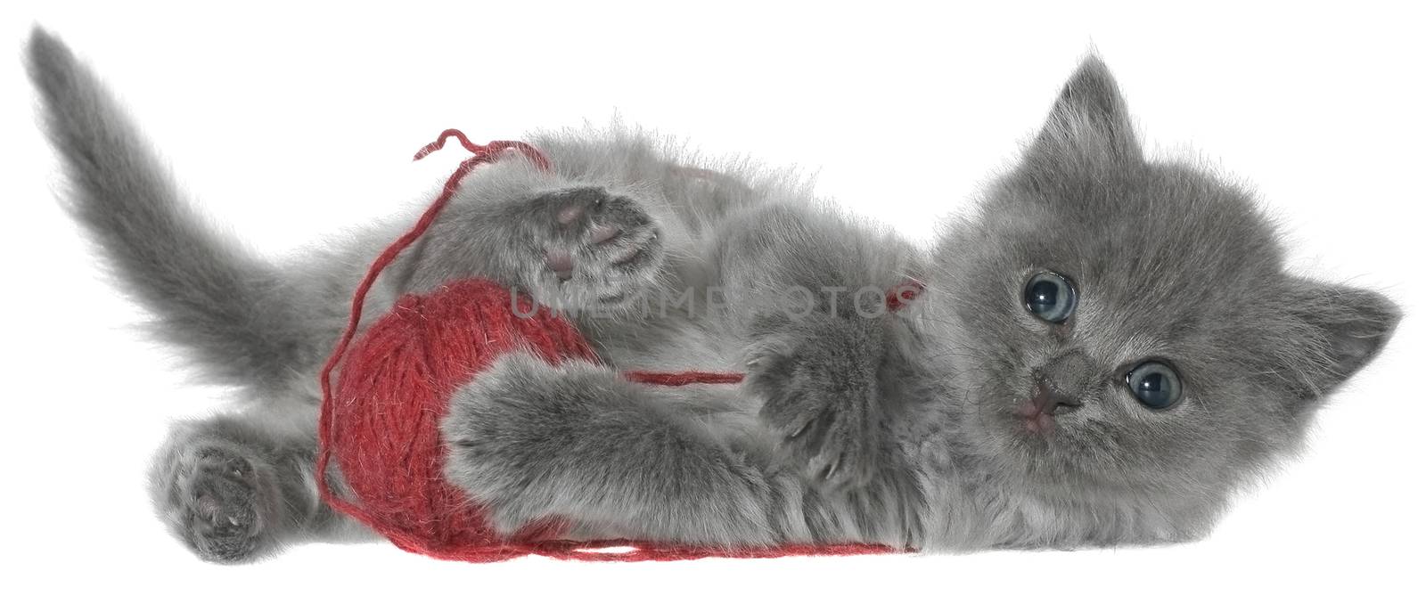 Small kitten playing with a ball of yarn on white background.