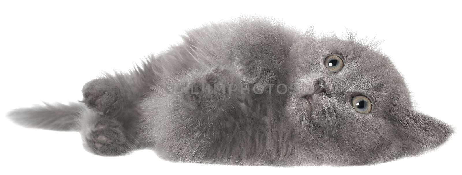 Frightened gray kitten isolated on white background.