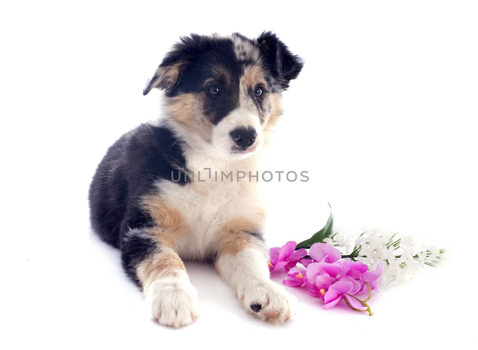 puppy border collie by cynoclub