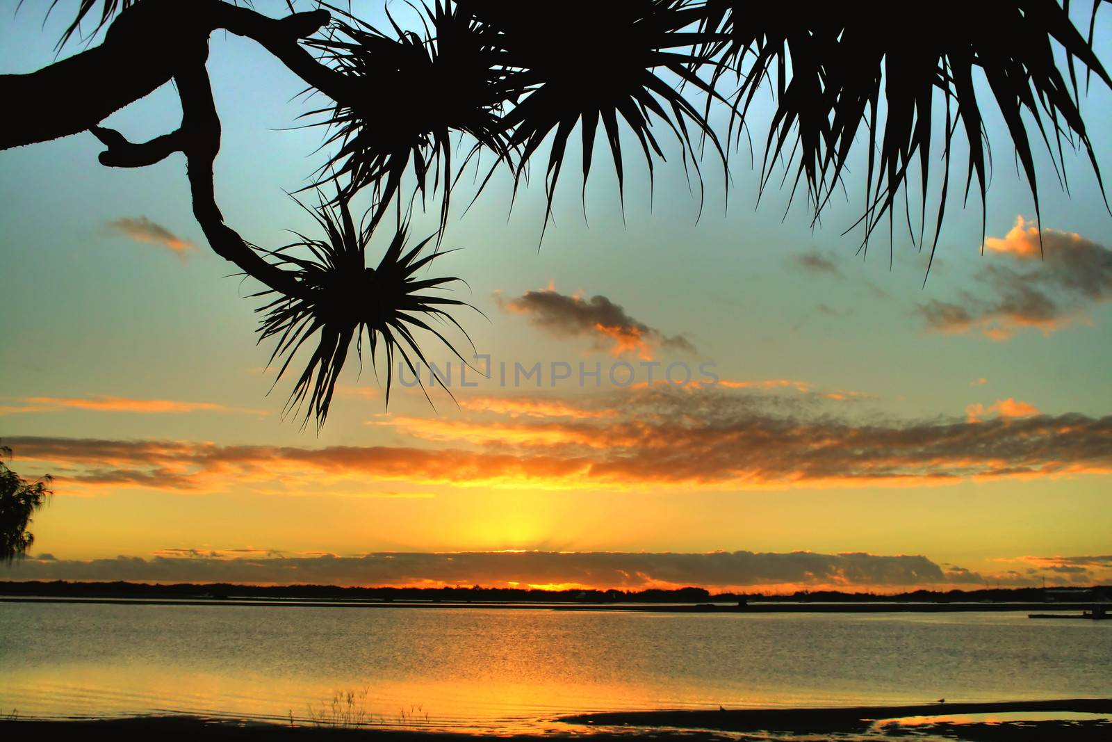 Bent pandanus tree framed against early morning daybreak.