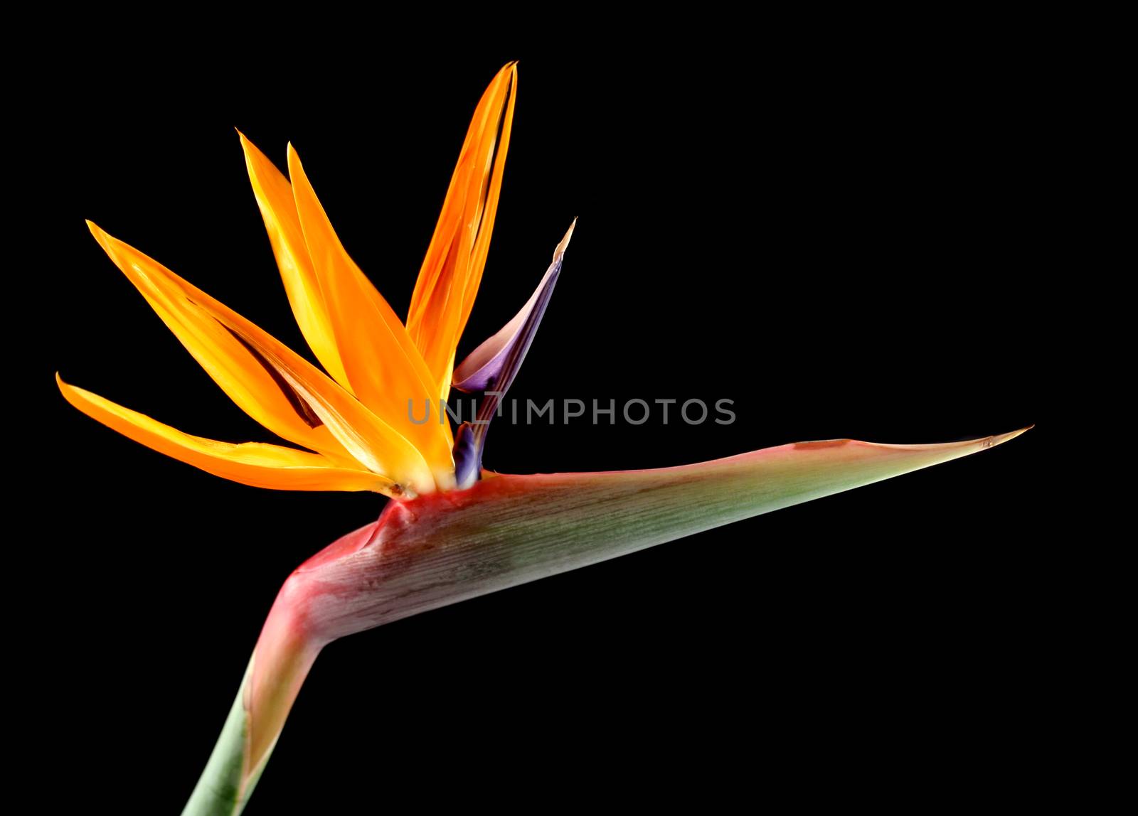 Striking and colorful tropical flower the Bird Of Paradise.