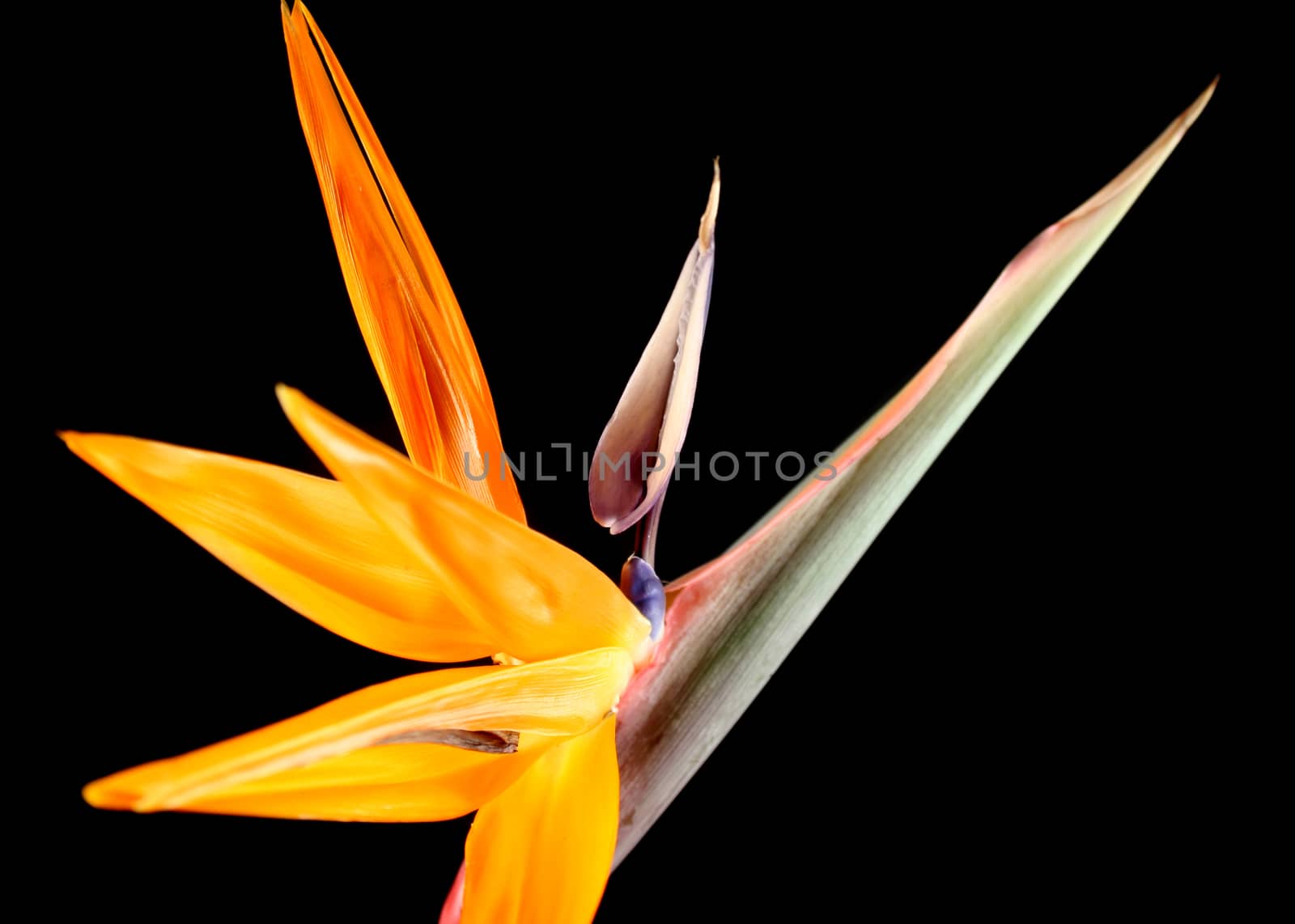 Striking and colorful tropical flower the Bird Of Paradise.