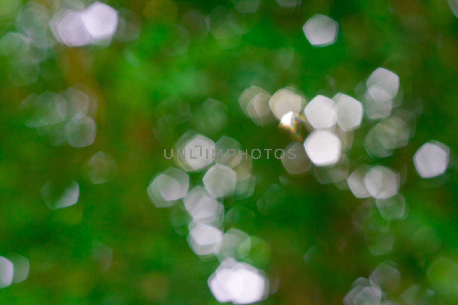 bokeh blurred out of focus background  by nikky1972