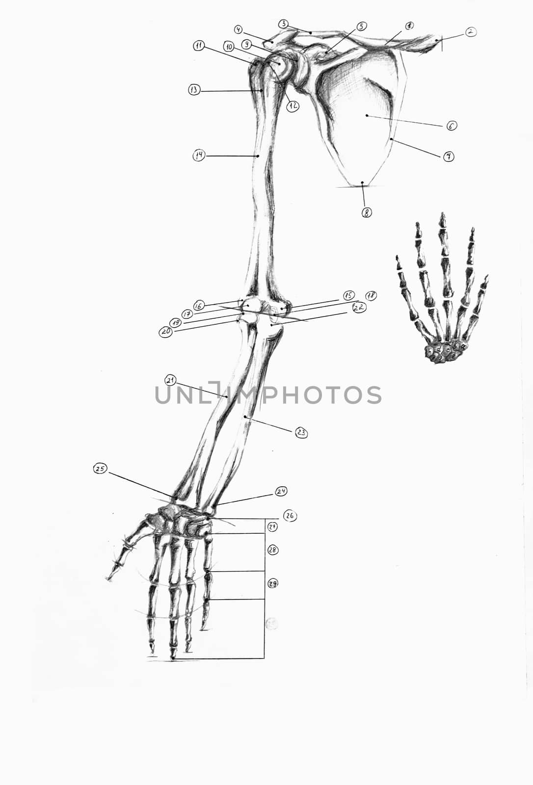 Anatomical skeleton collarbone, hands and fingers isolated
