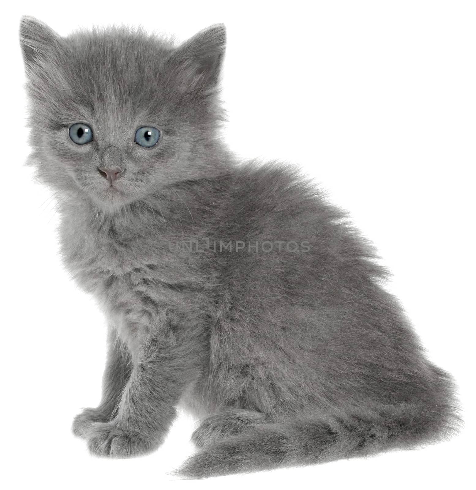 Small kitten on a white background.