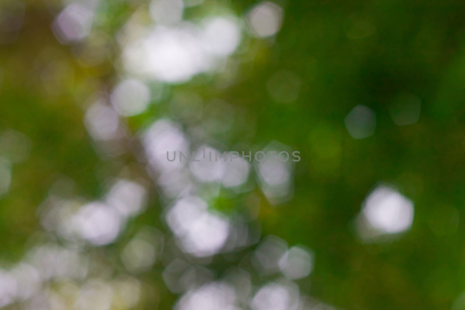 bokeh blurred out of focus background  by nikky1972