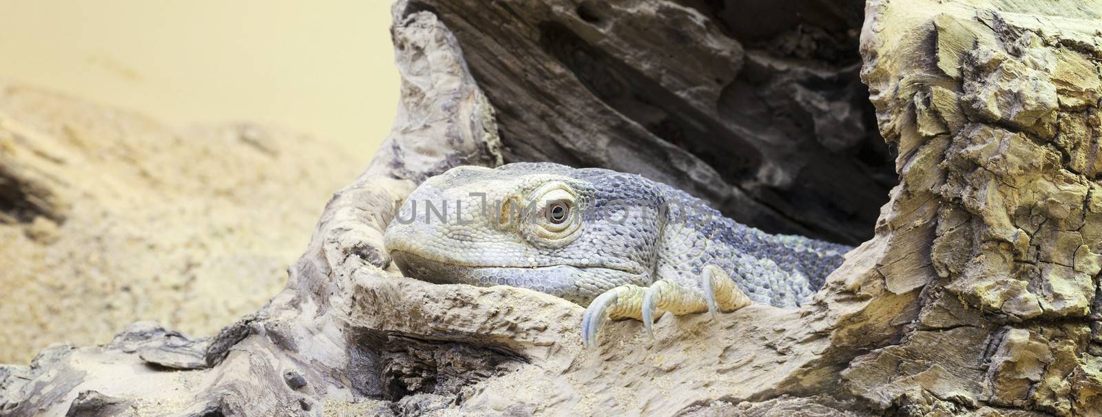 resting iguana by vwalakte