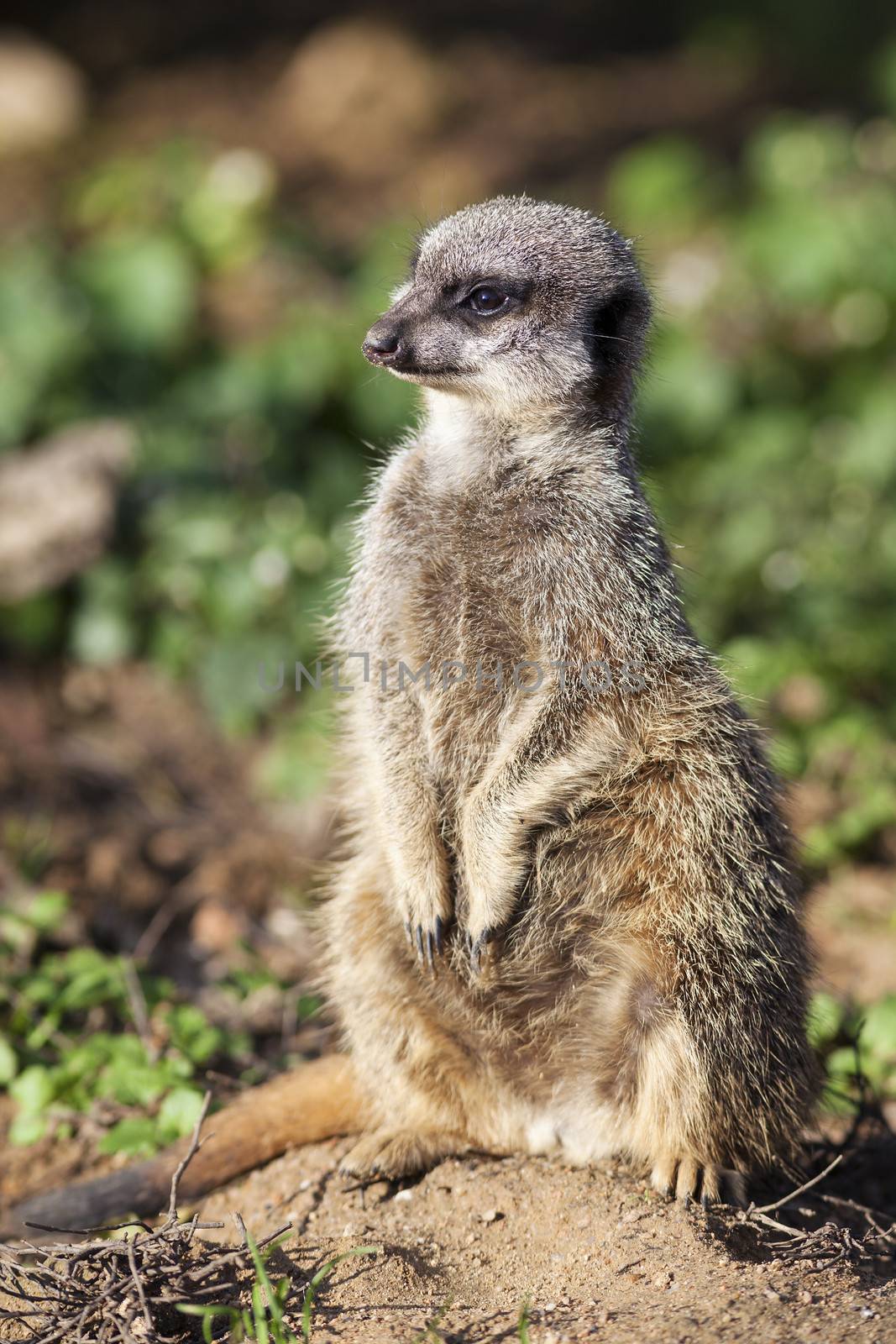 Standing meerkat by vwalakte