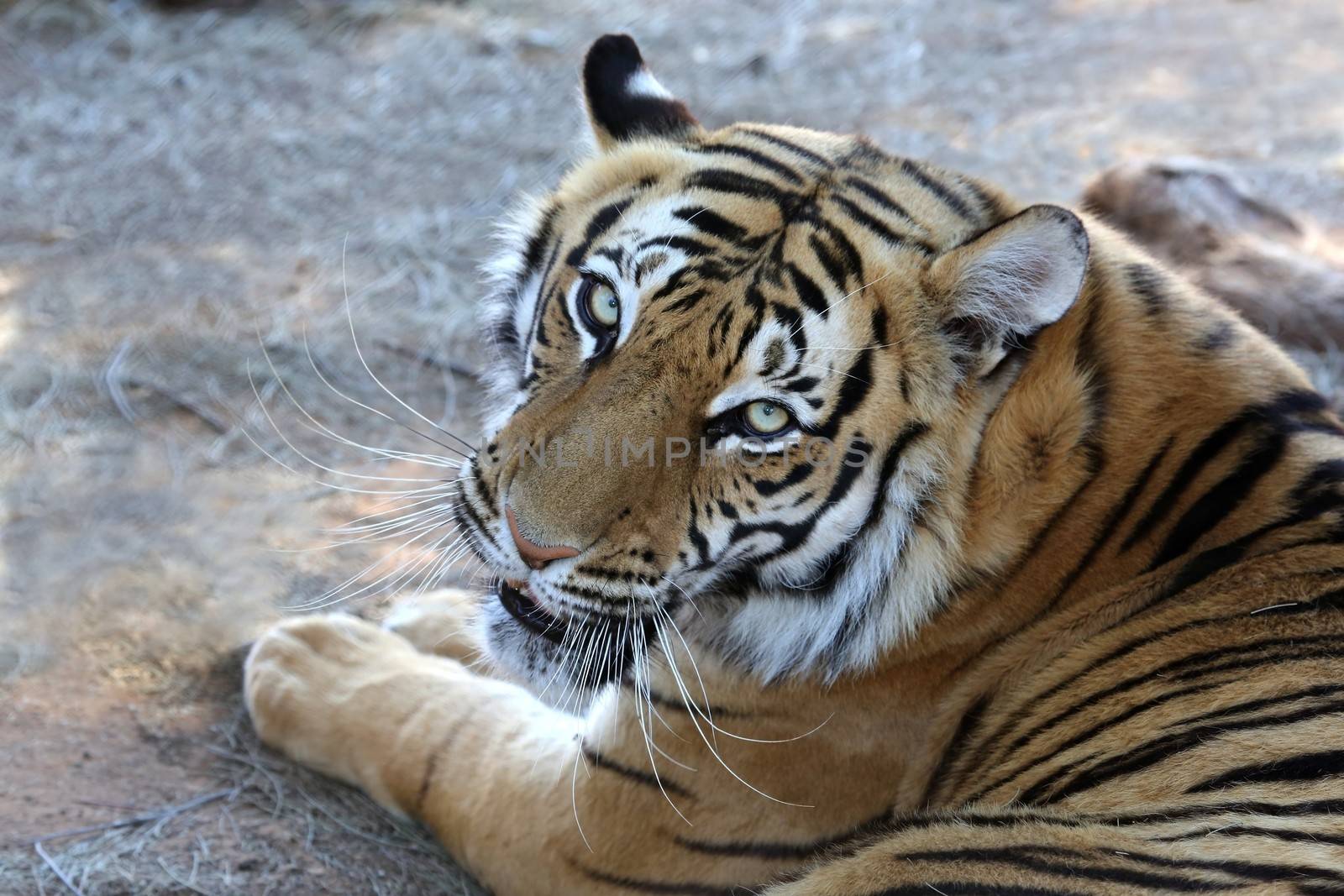 Beautiful tiger with black stripes and long whiskers