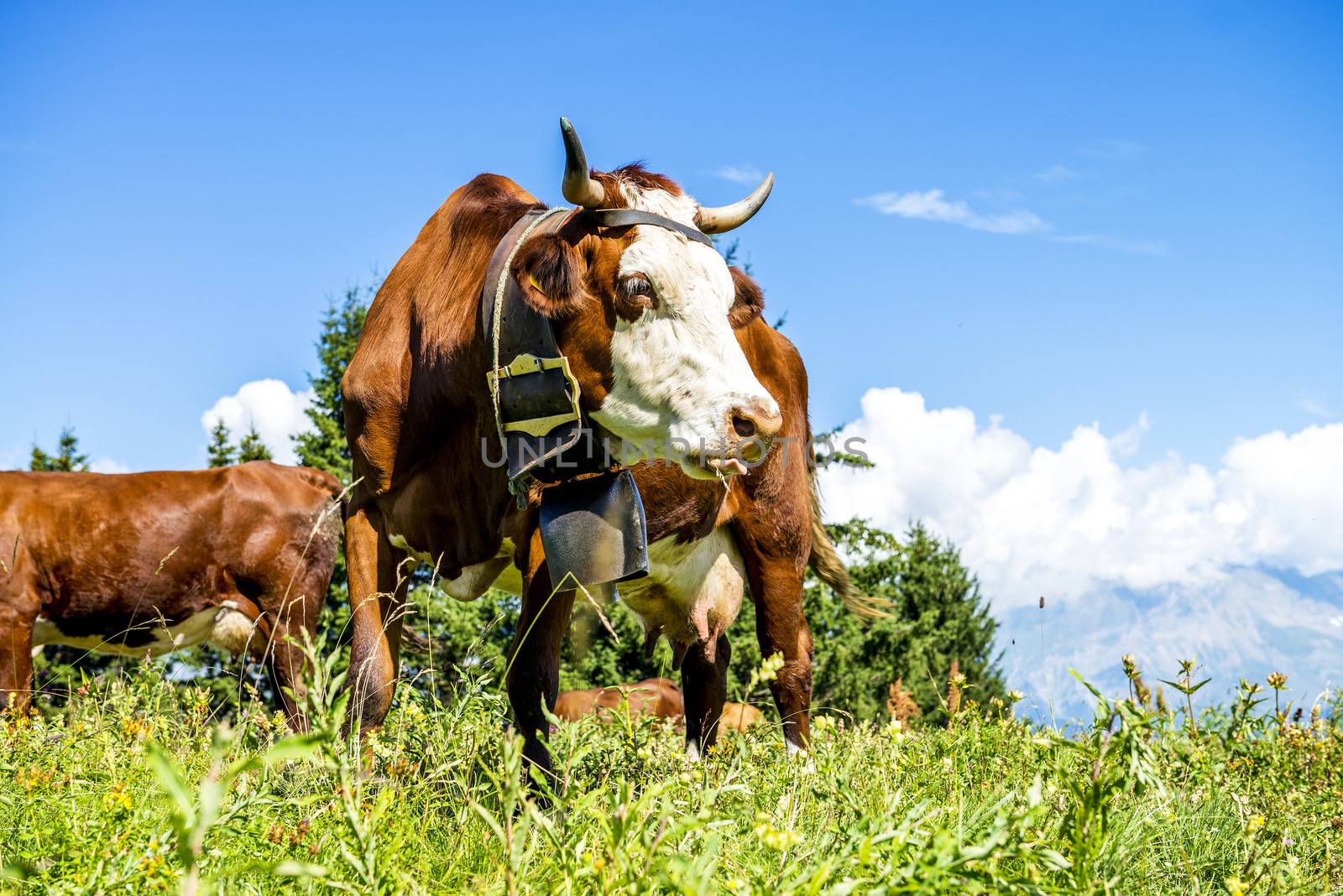 Cow, farm animal in the french alps, Abondance race cow, savy, beaufort sur Doron