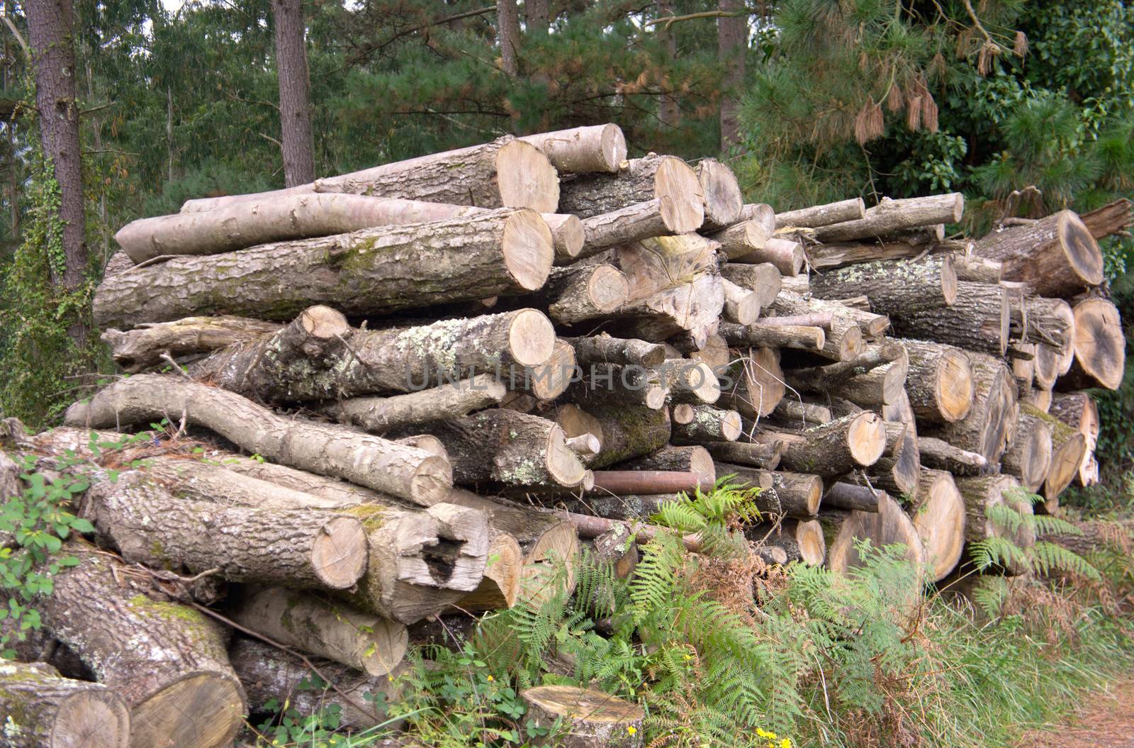 A pile of cut wood in the forest