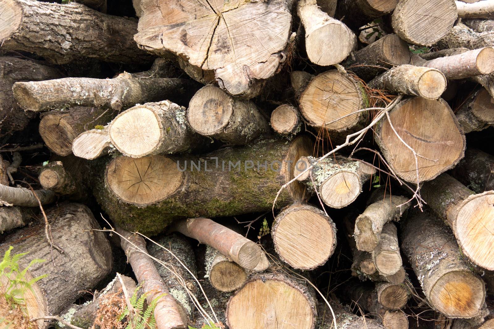 Background of cut timber on a pile