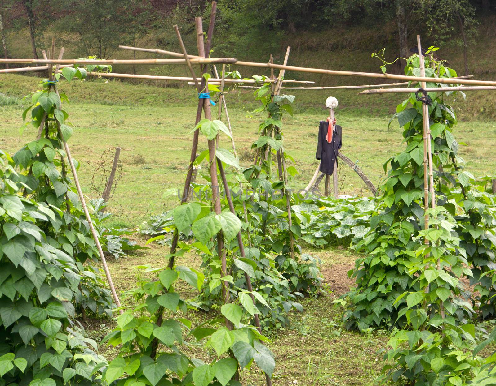 A scarecrow in an tomato orchad