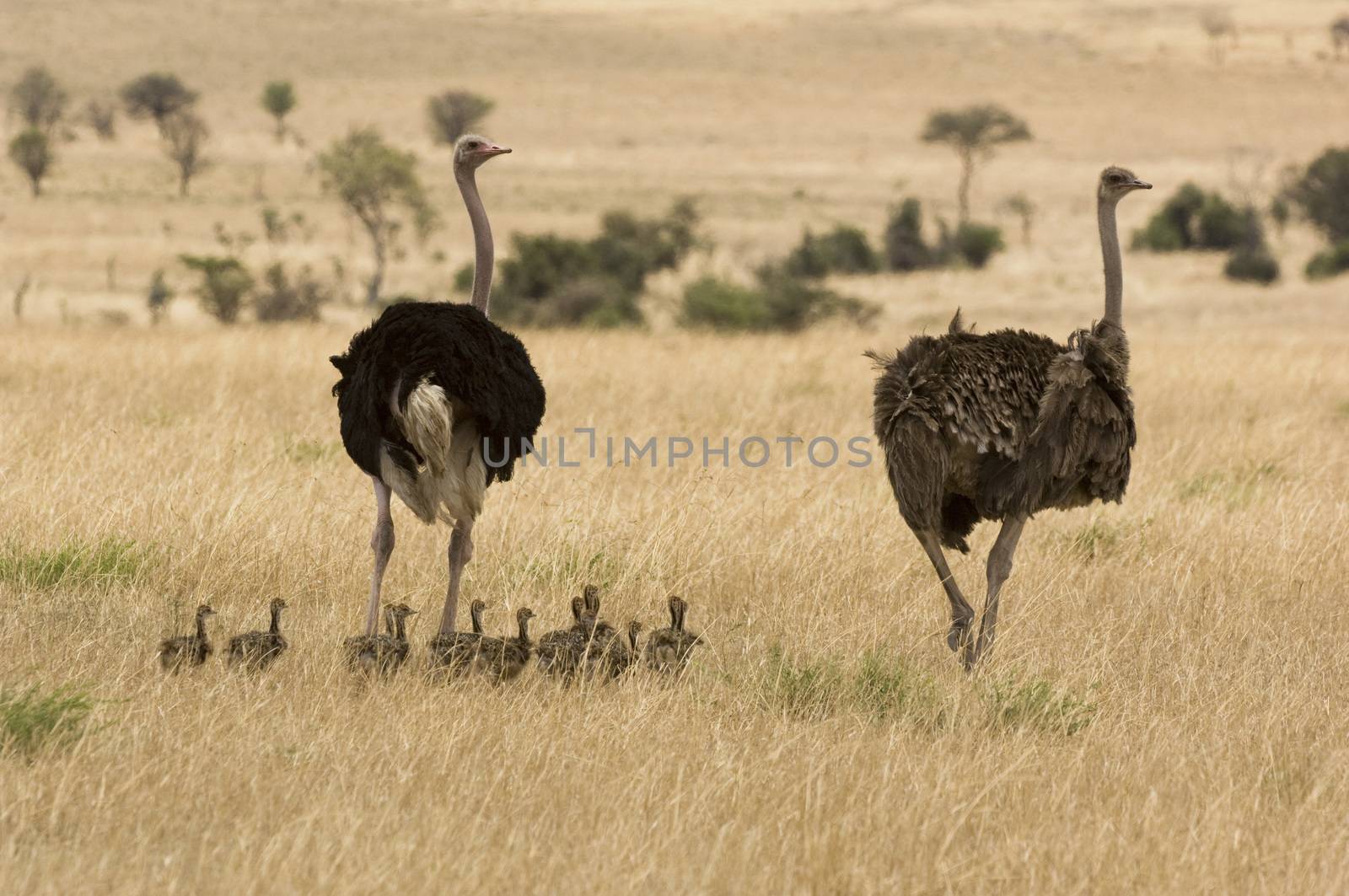 Two ostriches (Struthio camelus) with babies in savannah by moodboard