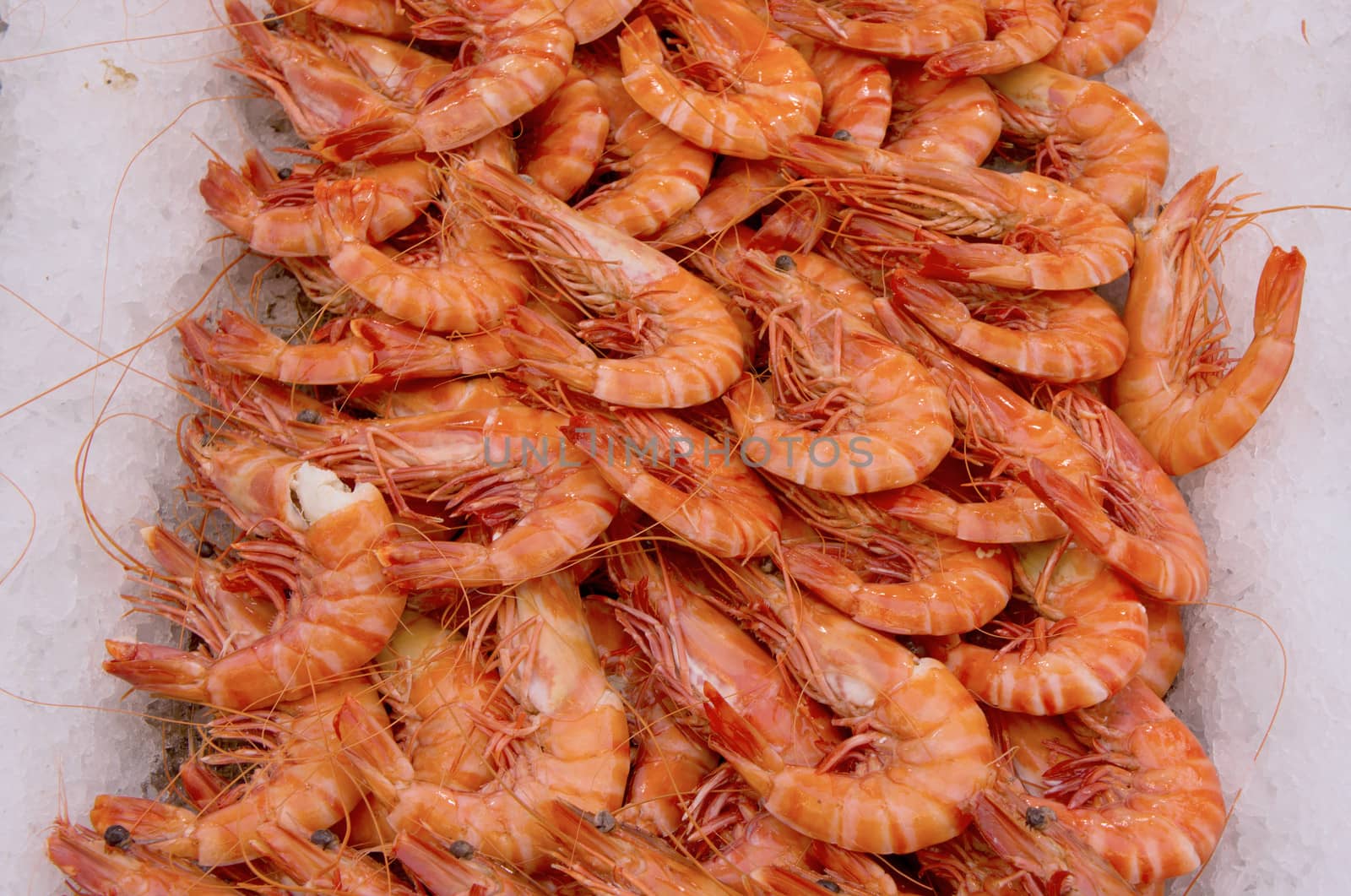 Prawns by photosil