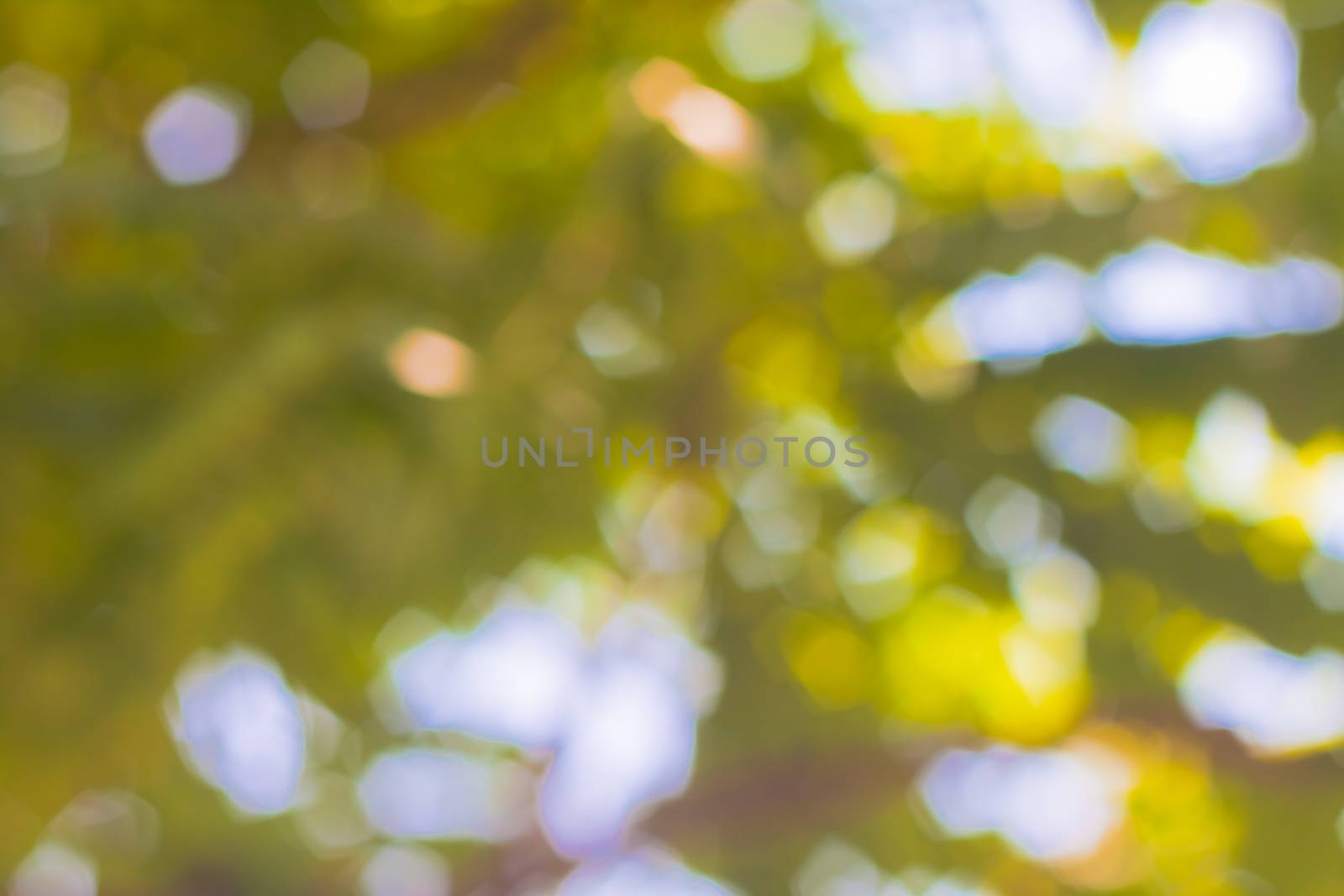 bokeh blurred out of focus background  by nikky1972