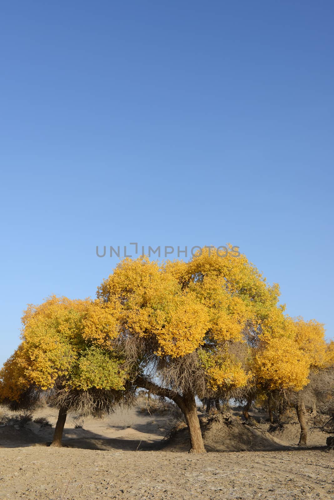 Populus euphratica trees in Ejina, Inner Mongolia, China