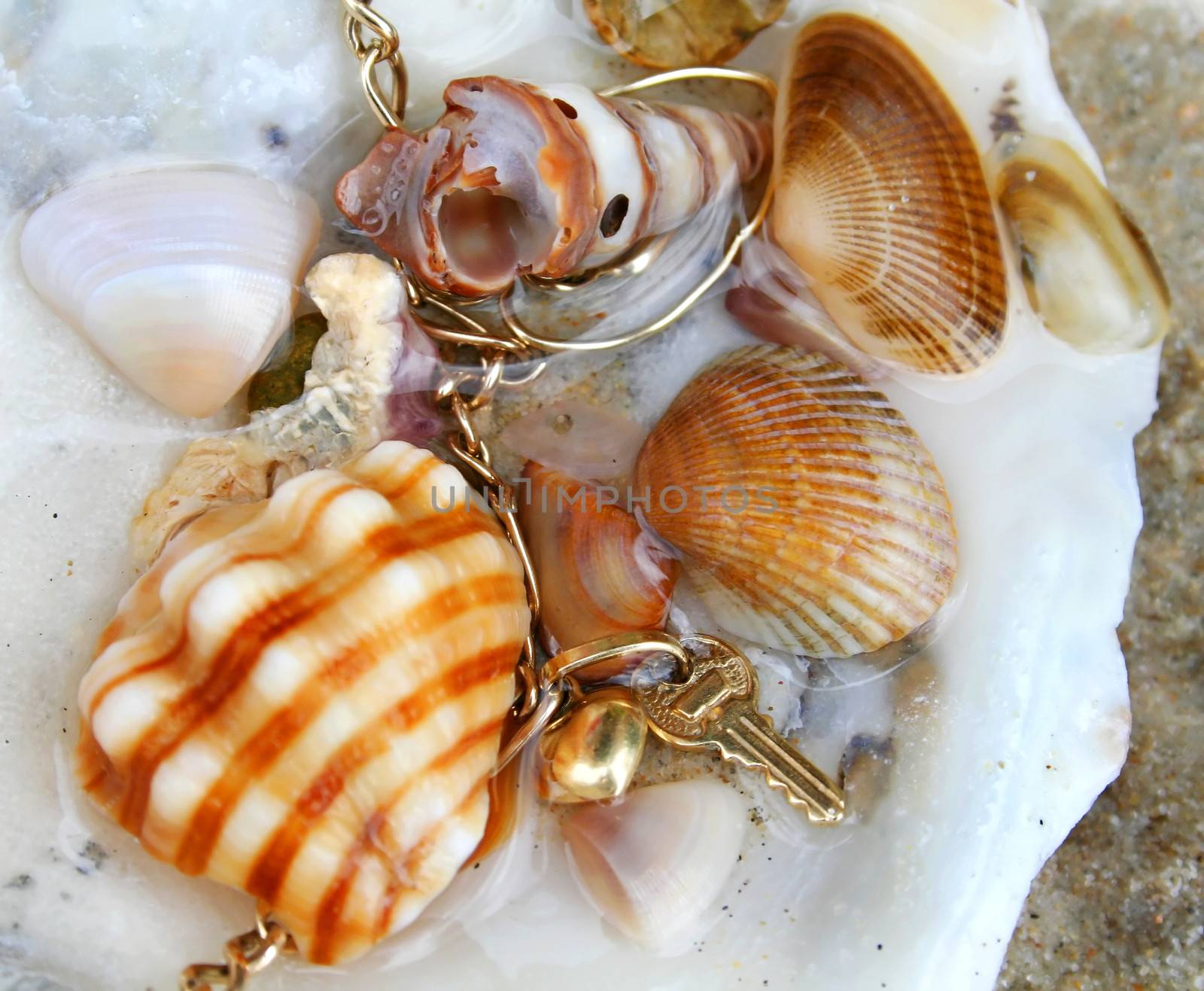 Charm bracelet buried with seashells under water.