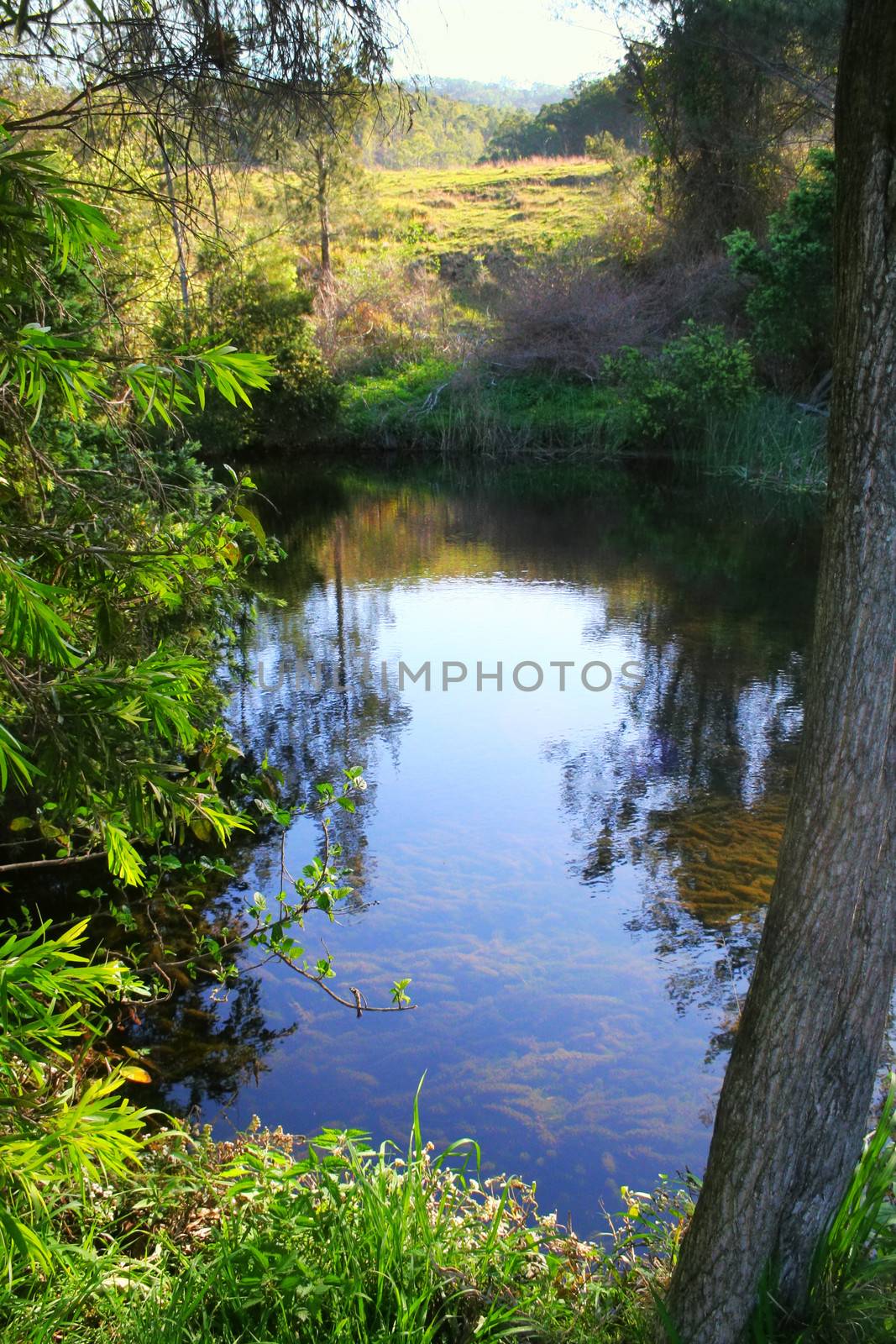 Calm Mountain Stream by jabiru