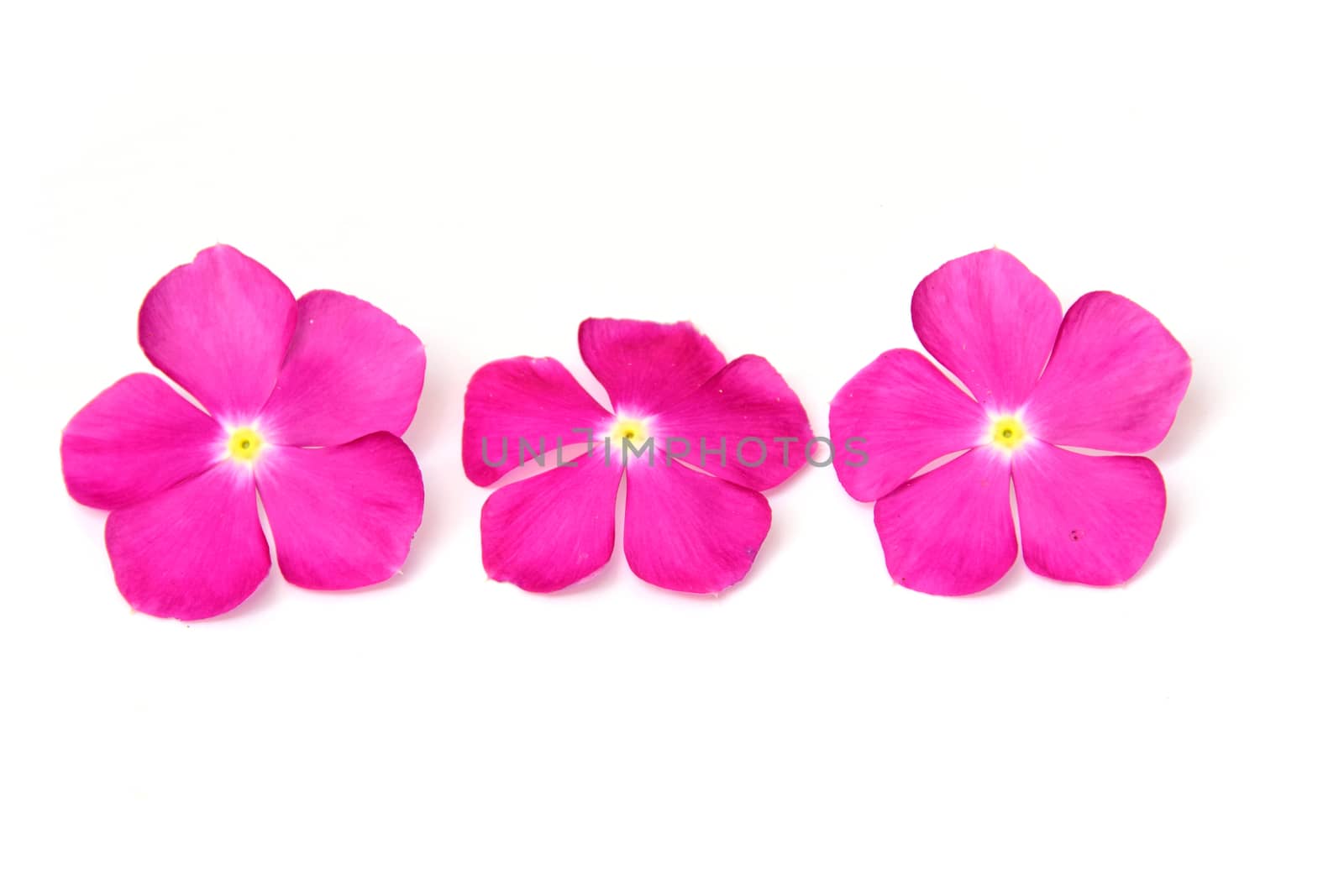 vinca rosea Flower Catharanthus roseus Madagascar periwinkle  by myibean