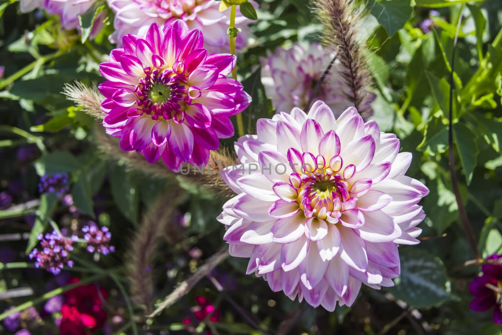 Beautiful colorful flower garden with various flowers