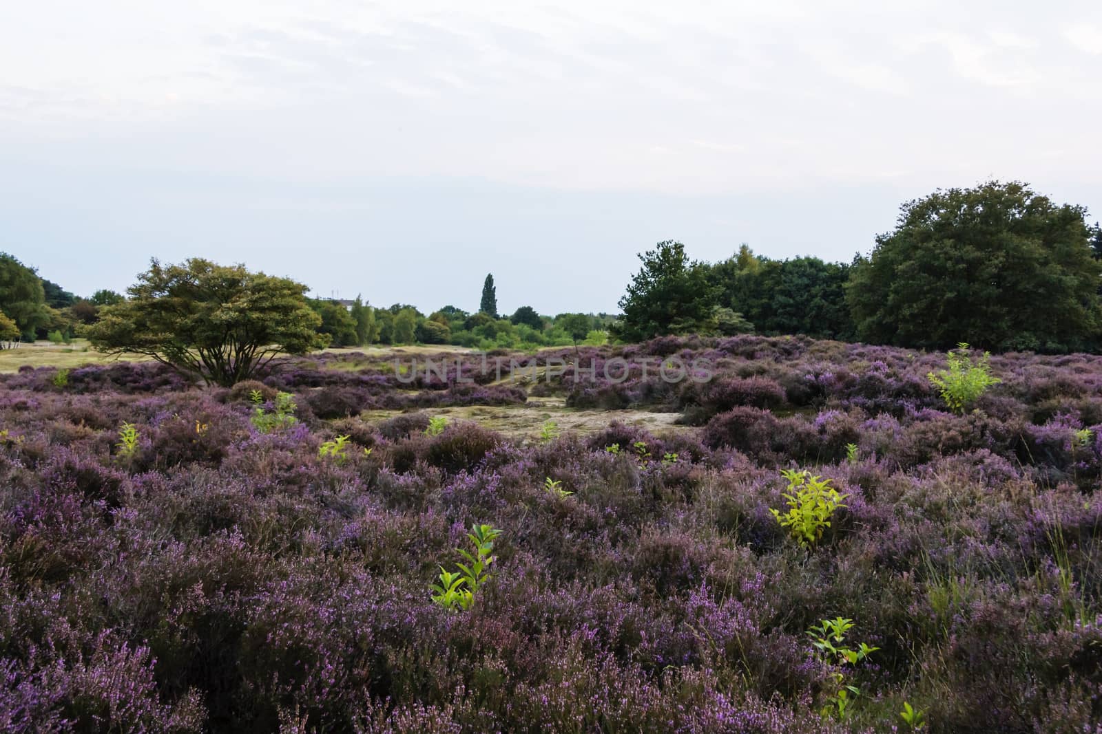 Filds of blossoming heather by Tetyana