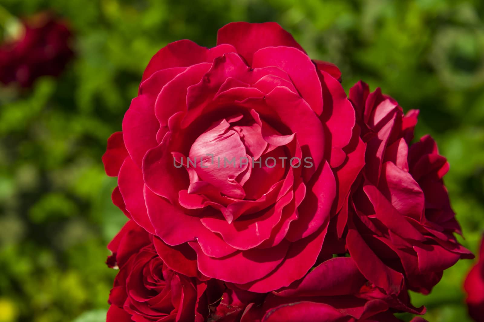 red rose by Tetyana