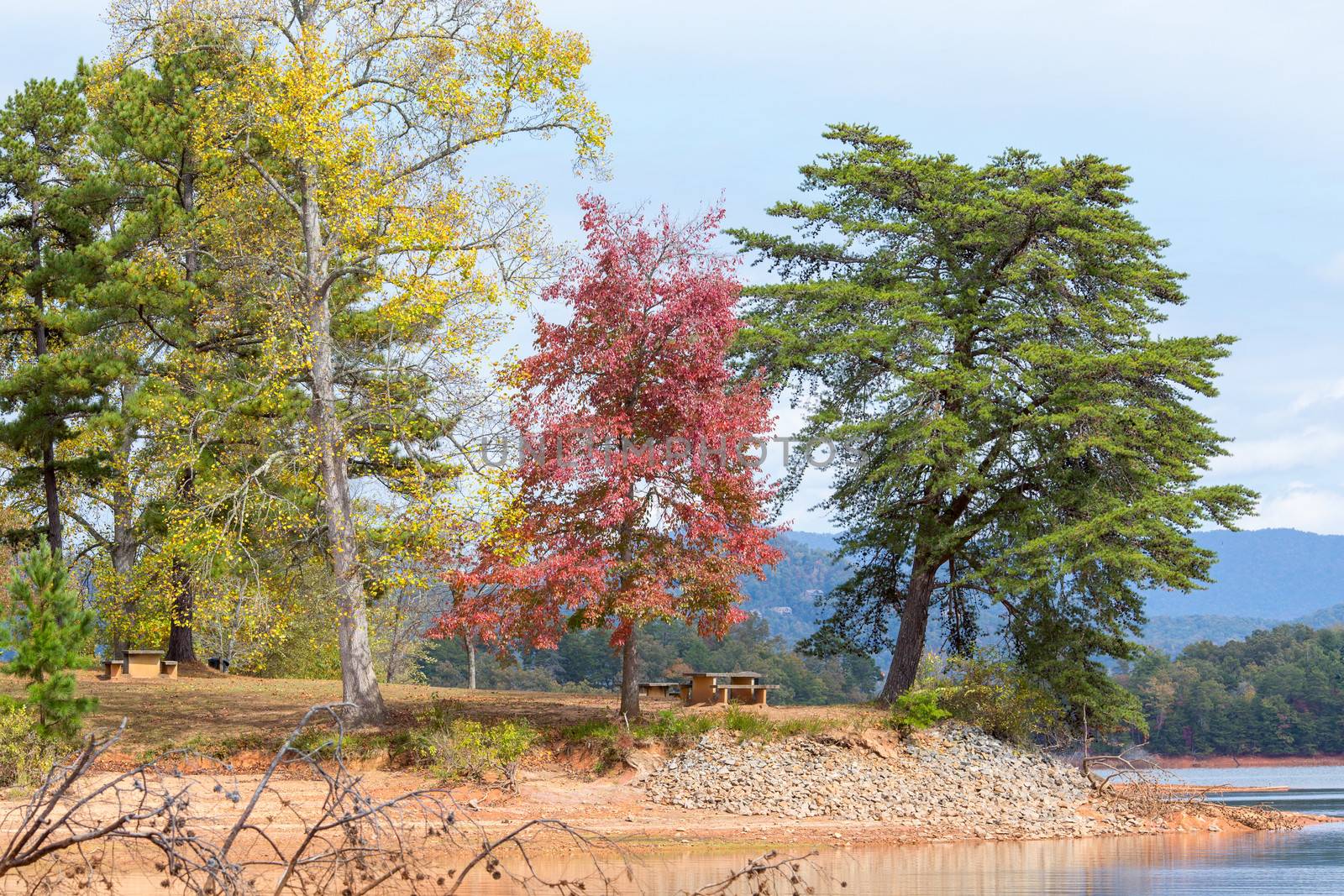 These trees each react differently to the onset of Autumn in North Carolina.