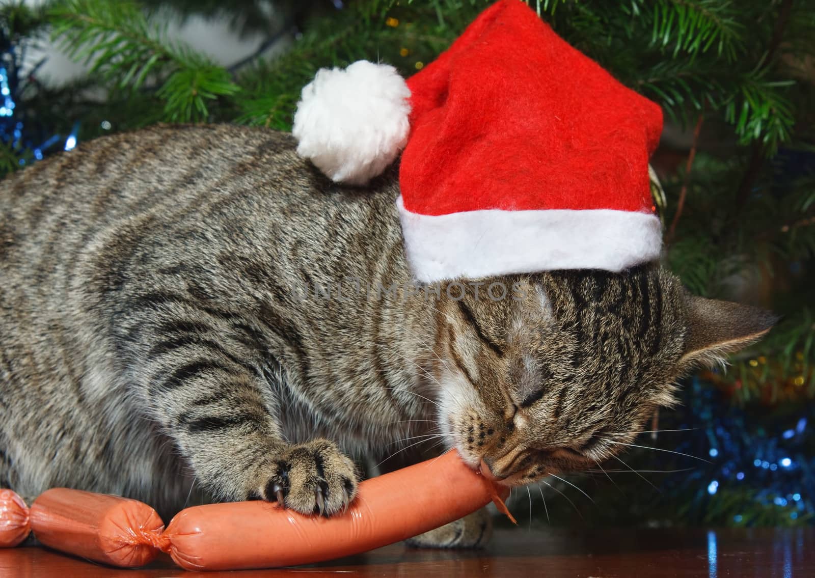Cat with sausage on a background of a christmas fur-tree