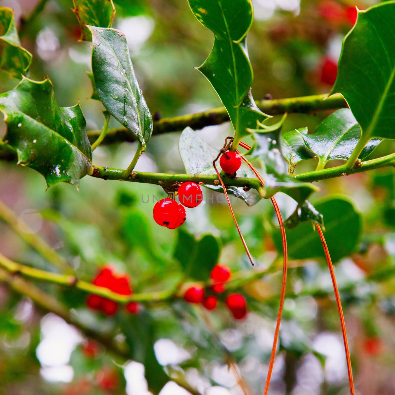 Red berries of holly on a plant in closeup