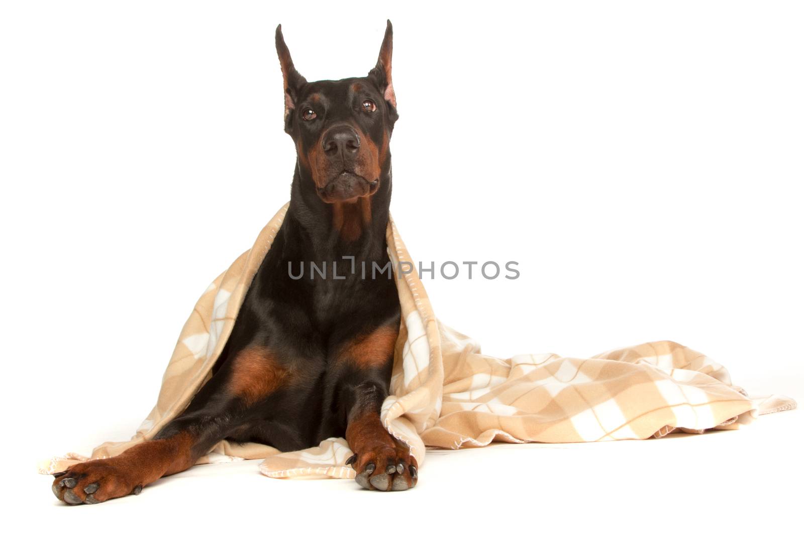 Very sick dog under a blanket, isolated on white