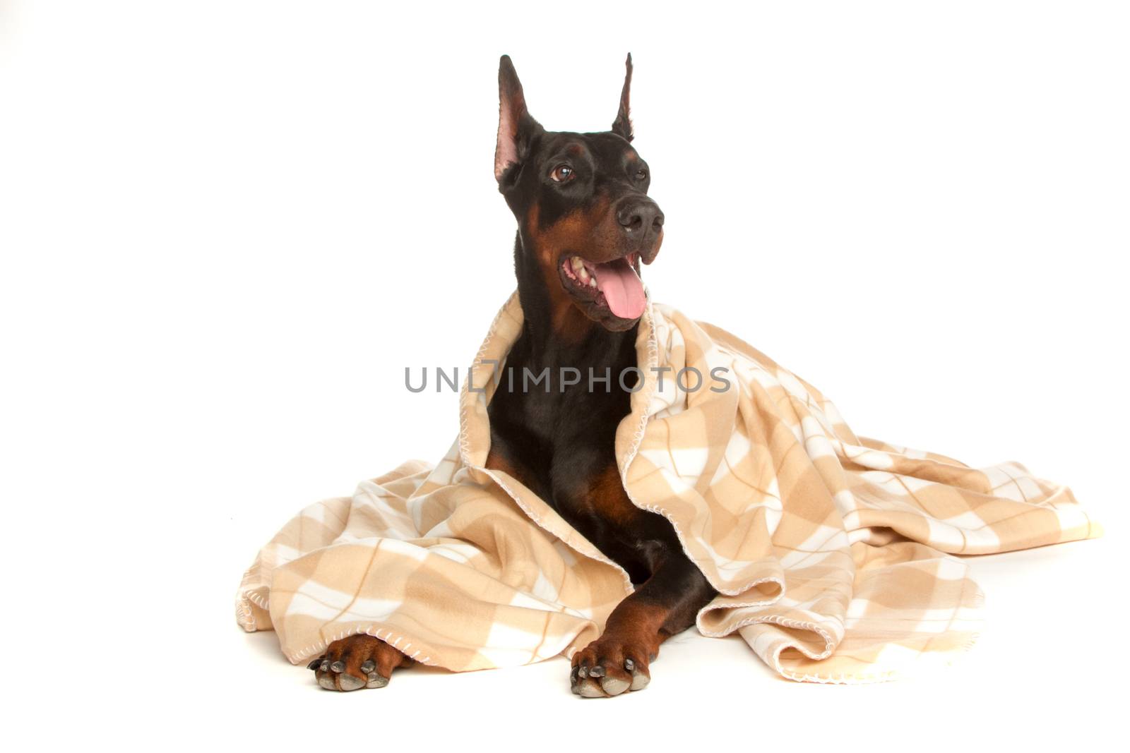 Very sick dog under a blanket, isolated on white