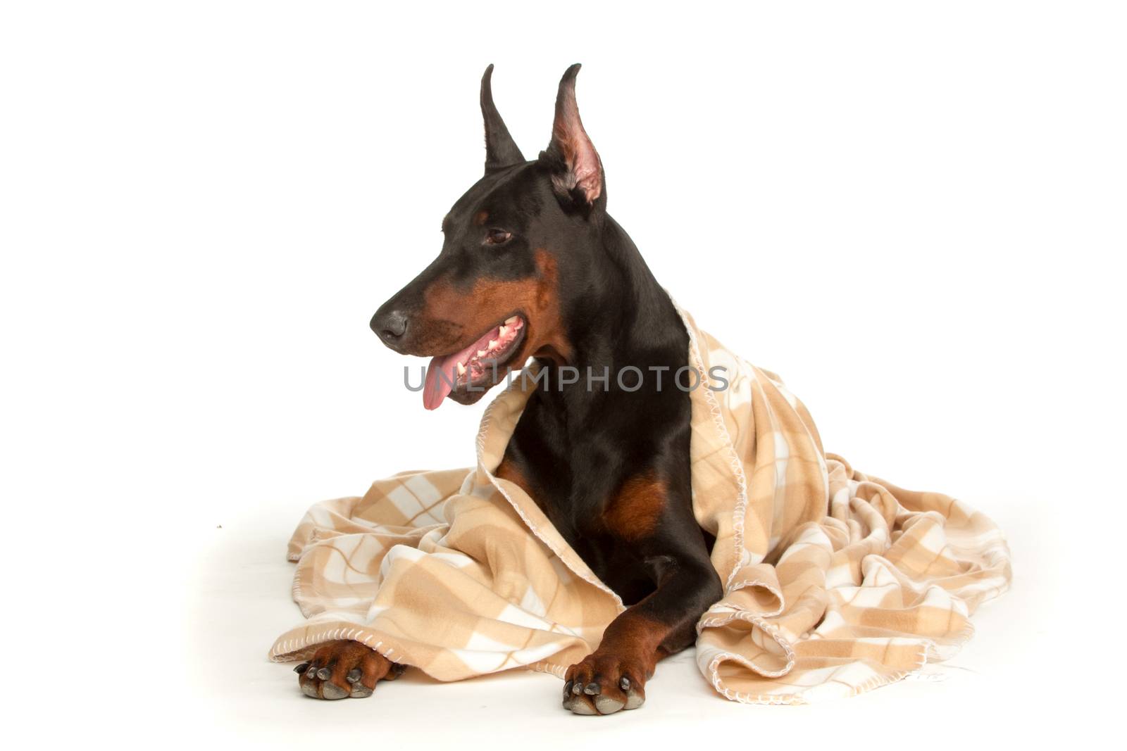 Very sick dog under a blanket, isolated on white