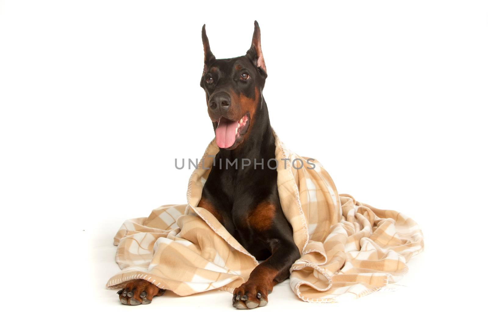 Very sick dog under a blanket, isolated on white