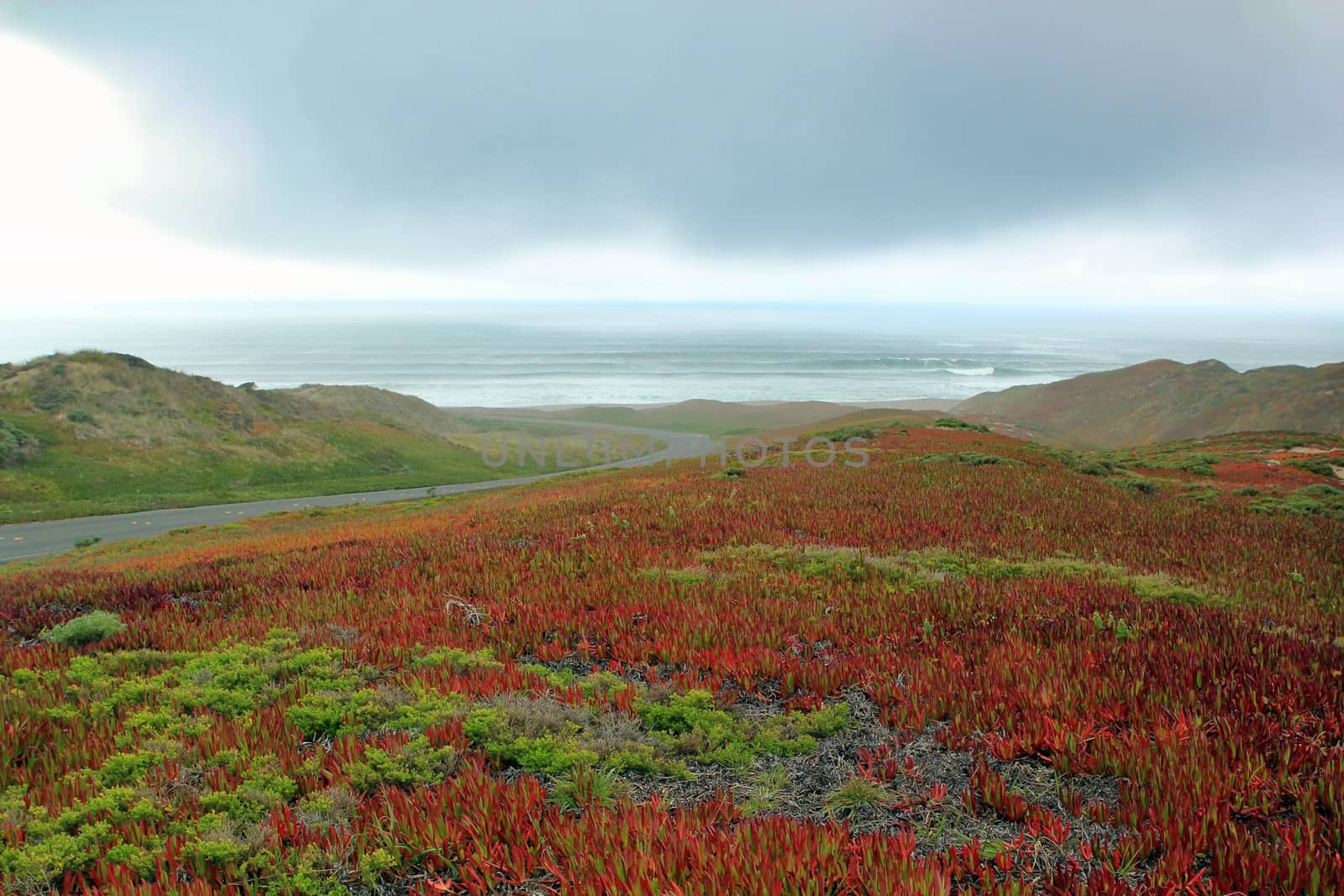 Beautiful Coastline with flowering plant