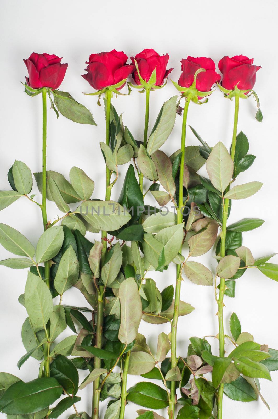 Red roses, top view on the light background