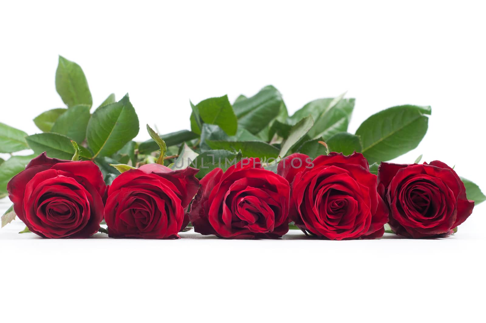 Red roses, side view? isolated on white