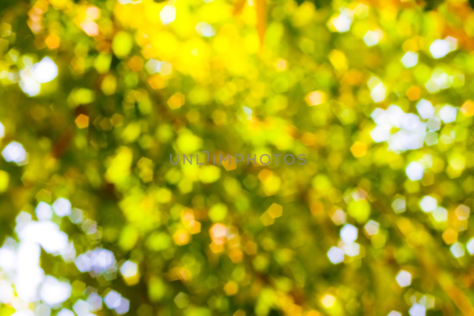 bokeh blurred out of focus background  by nikky1972