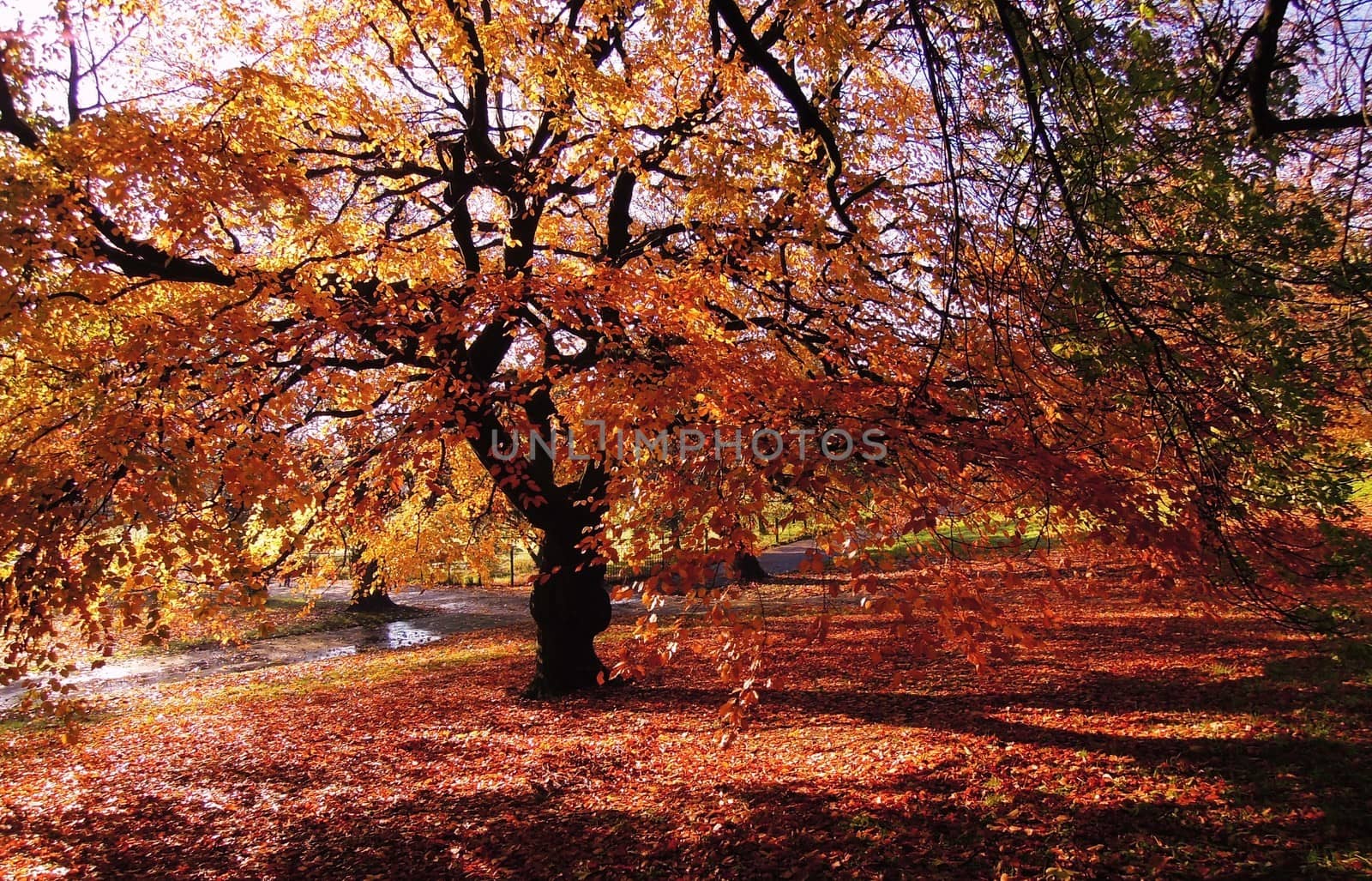 Autumn color by paulst