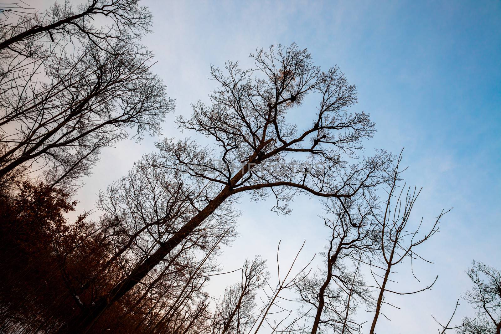 Bare trees of an autumn forest