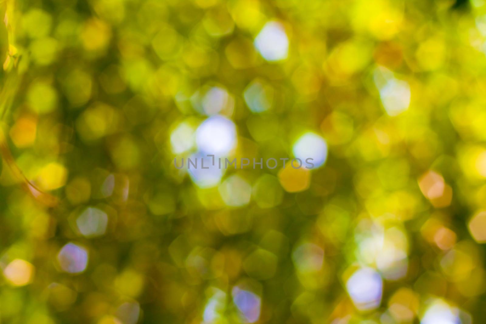 bokeh blurred out of focus background  by nikky1972