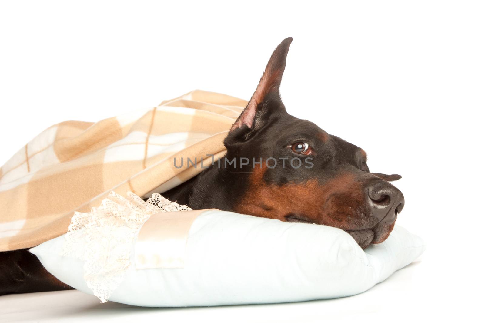 Very sick dog under a blanket, isolated on white