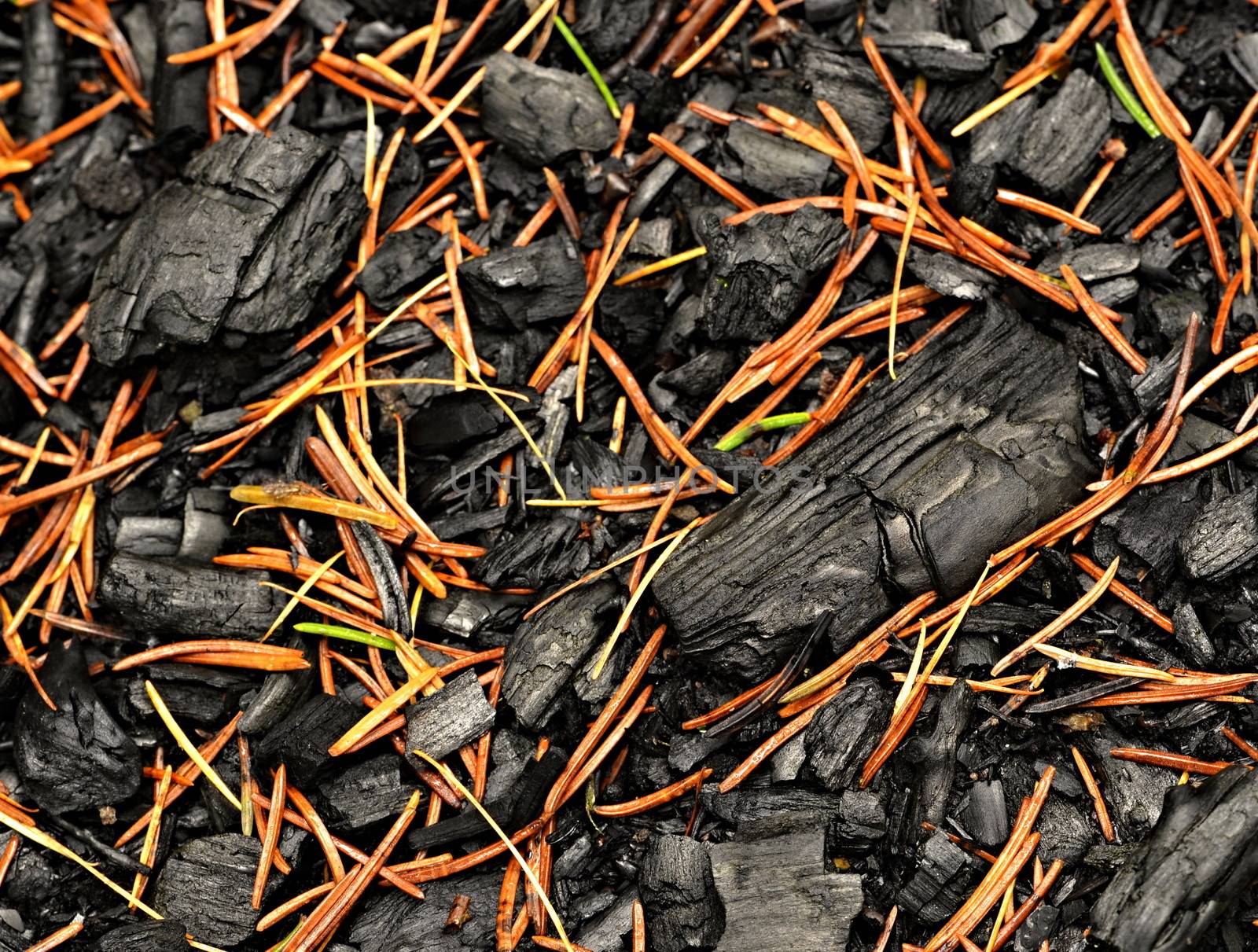 backgrounds or texture a charred wood sprinkled with spruce pine needles